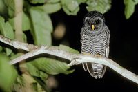 Black-banded Owl (Strix bubula) photo