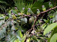 Dusky-headed Parakeet - Aratinga weddellii