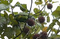 Red-necked Parrot - Amazona arausiaca