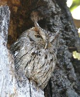 Western Screech-Owl - Megascops kennicottii