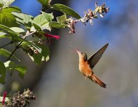 Cinnamon Hummingbird - Amazilia rutila