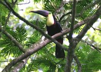 Black-mandibled Toucan - Ramphastos ambiguus