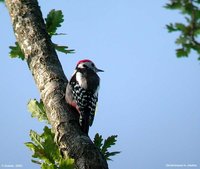 Middle Spotted Woodpecker - Dendrocopos medius