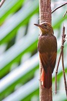 Tawny-winged Woodcreeper - Dendrocincla anabatina