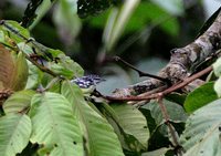 Mustached Antwren - Myrmotherula ignota