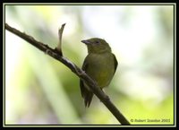 Wire-tailed Manakin - Pipra filicauda