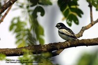 Pied Triller - Lalage nigra