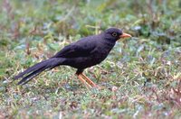 Glossy-black Thrush - Turdus serranus