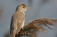 Oriental Reed-Warbler - Acrocephalus orientalis