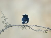 White-tailed Wheatear - Oenanthe leucopyga