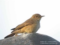 Familiar Chat - Cercomela familiaris