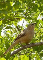 Large Gray Babbler - Turdoides malcolmi