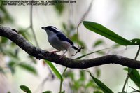 White-browed Shrike-Babbler - Pteruthius flaviscapis