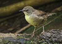 White-browed Scrubwren - Sericornis frontalis