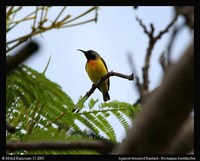 Apricot-breasted Sunbird - Cinnyris buettikoferi