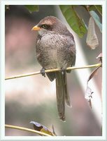 Yellow-billed Shrike - Corvinella corvina