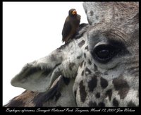 Yellow-billed Oxpecker - Buphagus africanus