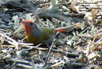 Green-winged Pytilia - Pytilia melba