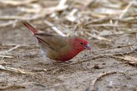 Red-billed Firefinch - Lagonosticta senegala