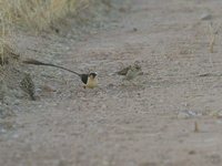 Shaft-tailed Whydah - Vidua regia