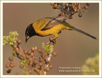 Audubon's Oriole - Icterus graduacauda