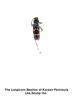 줄범하늘소 - Clytus arietoides