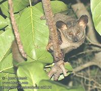 Otolemur crassicaudatus UK: Greater Galago