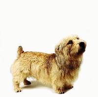 Glen of Imaal Terrier