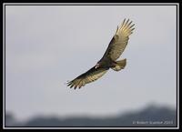 Turkey Vulture 1