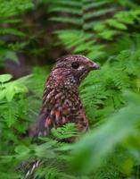 Ruffed Grouse