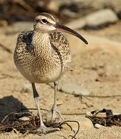 Whimbrel