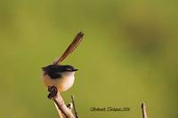 Ashy Prinia - Prinia Socialis