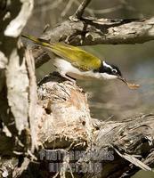 ...Australian native bird , white throated honeyeater , Melithreptus albogularis , collecting bark 