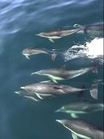 Delphinus capensis, Long-beaked common dolphin