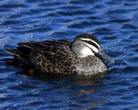 Pacific Black Duck