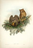 Richter after Gould Scops Owl (Scops zorca)