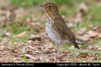 Swainson's Thrush - Ohio