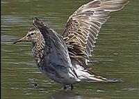 Pectoral Sandpiper