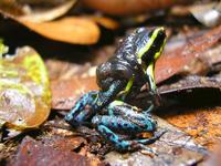 Hyloxalus azureiventris formerly known as Cryptophyllobates azureiventris