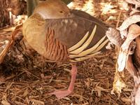 Plumed Whistling Duck