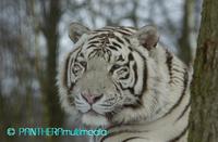 Panthera tigris altaica