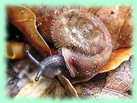 Helicodonta obvoluta