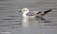 Mouette         de Bonaparte (Larus philadelphia)