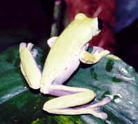 : Agalychnis litodryas