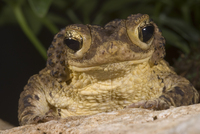 : Bufo lemur; Puerto Rican Crested Toad