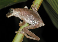 : Hypsiboas alboguttata