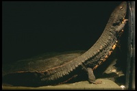 : Paramesotriton deloustali