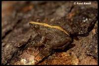 : Pseudopaludicola falcipes