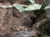 : Athene cunicularia; Burrowing Owl