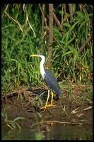 : Egretta picata; Pied Heron